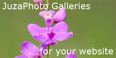 [Galleries for your website]