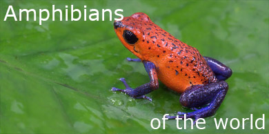 [Amphibians of the world]