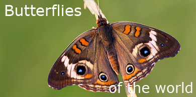 [Butterflies of the world]