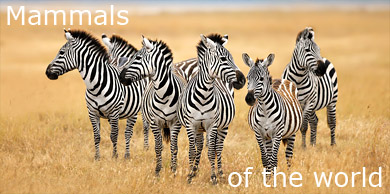 [Mammals of the world]