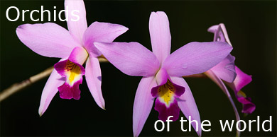 [Orchids of the world]