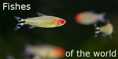 [Fishes of the world]