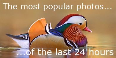 [Most Polular Photos]