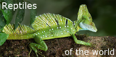 [Reptiles of the world]