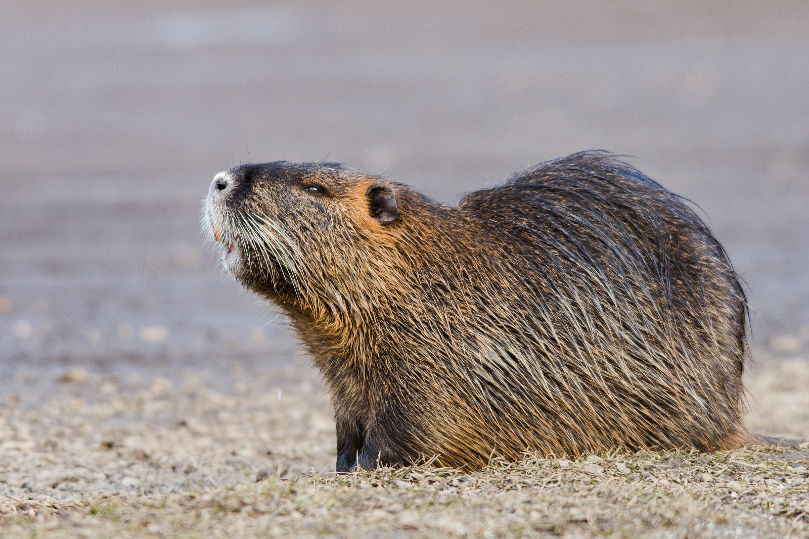 Nutria