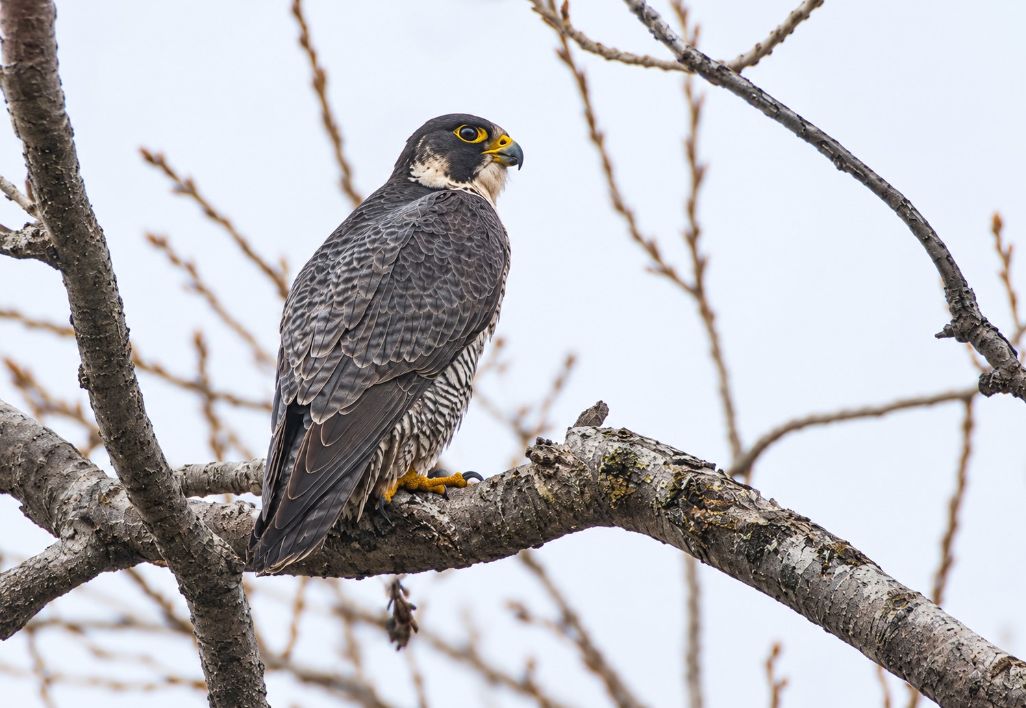 Peregrine falcon