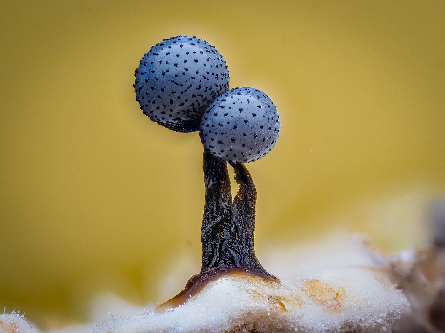 Cribaria sp.