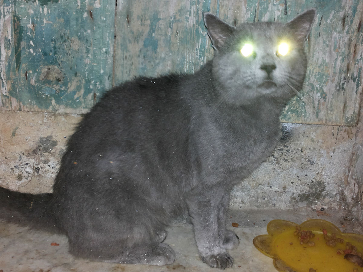 Foto Personale
